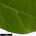 SpeciesSub: var. ligustrifolium